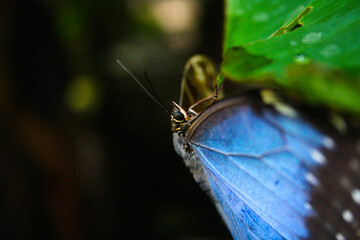 blue monarch butterfly sitting on leaf with wings open - obrazy, fototapety, plakaty