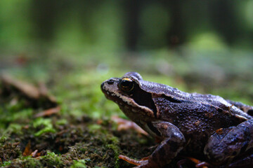frog on the ground closeup