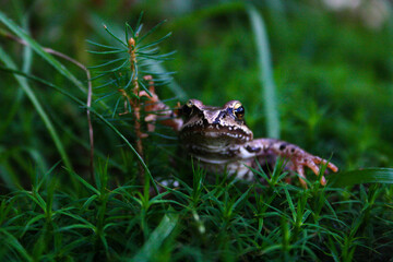 frog on the ground closeup, climbing a small pine cone needle