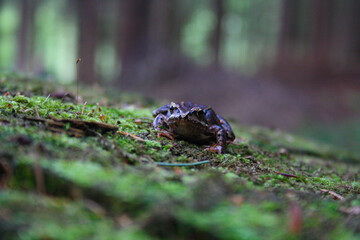 macro photo of a frog sitting on the forest ground