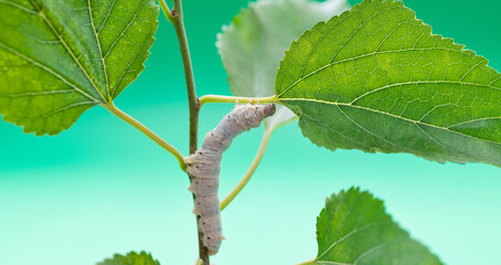 One silkworm eating mulberry leaves