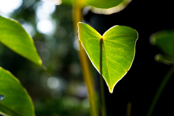 green sunlit leaves with nice bokeh