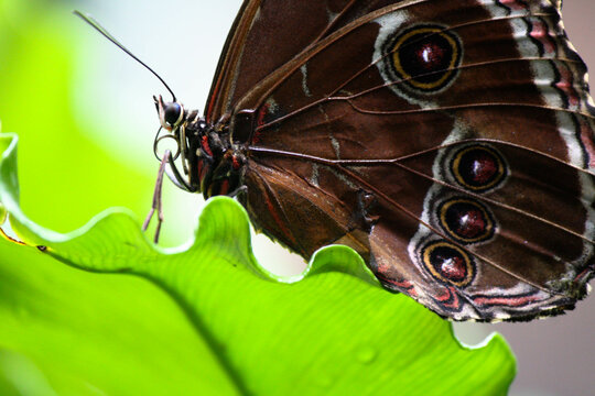 blue monarch butterfly from the side with closed wings