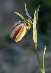 Pontic fritillary (Fritillaria pontica) in natural habitat