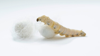 Silkworm make cocoon on white background