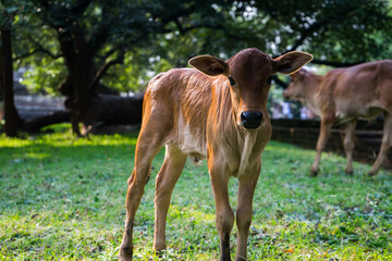 calf in the meadow