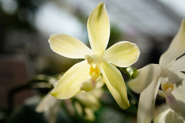 Naklejka na ściany i meble white and yellow orchid flower