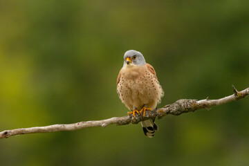 Male lesser kestrel brring different food (insects, mice, voles) for baby in nest