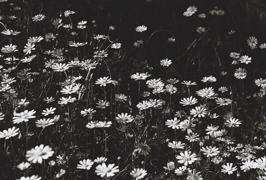 Daisies in black and white