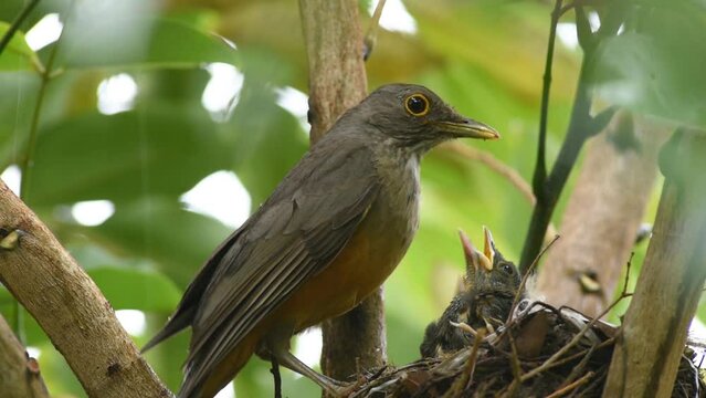 Red-bellied thrush (Turdus rufiventris) feeding chicks in the nest with Surinam cherry (Eugenia uniflora) fruits
