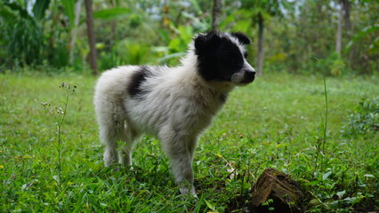 A black and white dog standing on the grass in the garden.