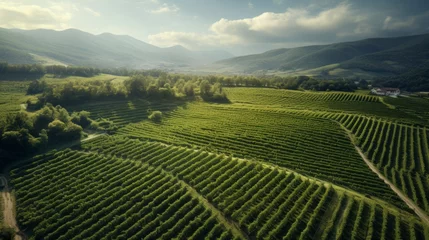 Fototapeten Generative AI Vineyards aerial view. The concept of agriculture and winemaking. Beautiful natural view of the green rows of vineyards. Blue sky with clouds. © Nikolai