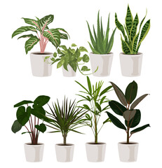 plants in pots, houseplant, ornamental plant, vector