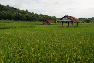 beautiful scenery in a green and cool village