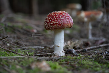 beautiful red toadstools stand in the forest