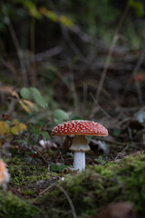 beautiful red toadstools stand in the forest