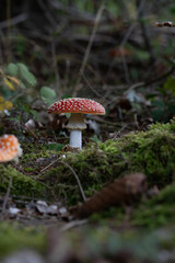 beautiful red toadstools stand in the forest