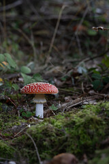 beautiful red toadstools stand in the forest