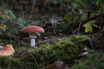 beautiful red toadstools stand in the forest