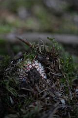 beautiful red toadstools stand in the forest