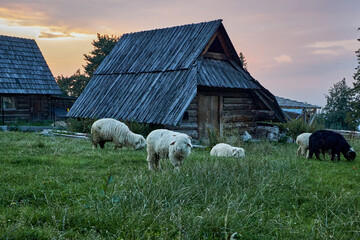 beautiful animals © Thomas