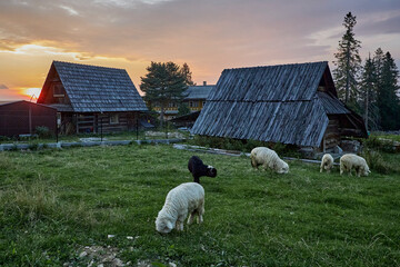 beautiful animals © Thomas