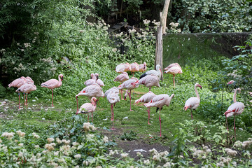 beautiful animals © Thomas