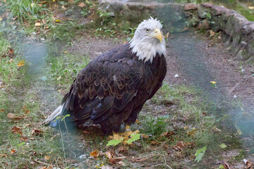 beautiful animals © Thomas