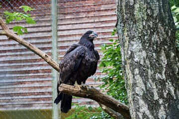 beautiful animals © Thomas