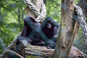 beautiful animals © Thomas