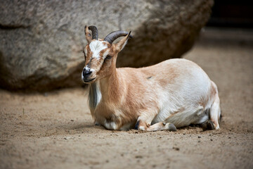 beautiful animals © Thomas