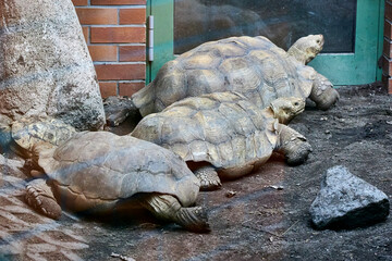 beautiful animals © Thomas