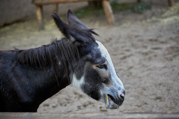 beautiful animals © Thomas