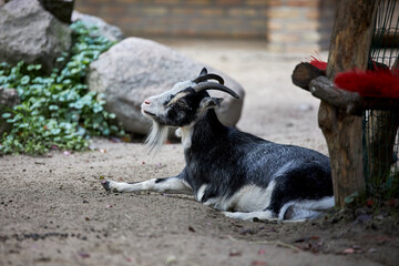 beautiful animals © Thomas