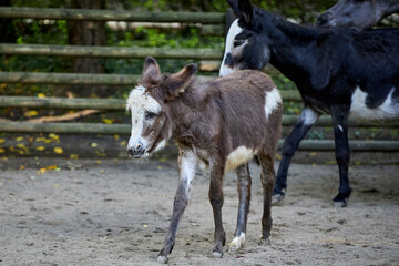 beautiful animals © Thomas