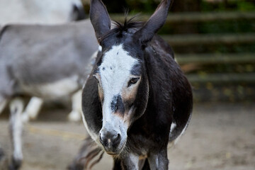 beautiful animals © Thomas