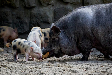 beautiful animals © Thomas