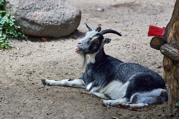 beautiful animals © Thomas