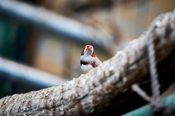 Animals  © Thomas