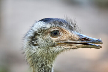 Animals  © Thomas