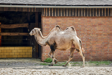 Animals  © Thomas