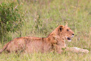 Lion lying in the grass on savannah