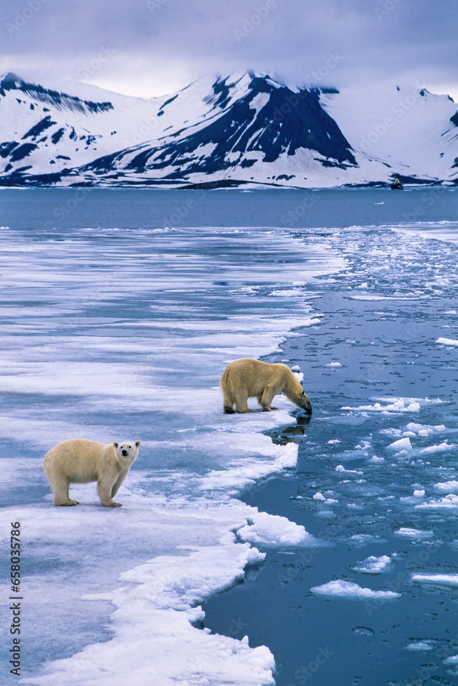 Canvas Prints Arctic landscape with Polar bears on the ice at Svalbard