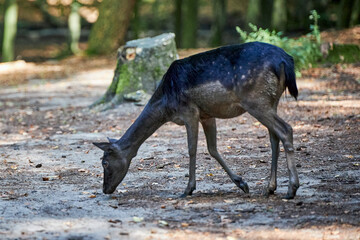 Animals  © Thomas