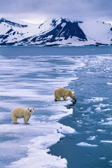 Arctic landscape with Polar bears on the ice at Svalbard