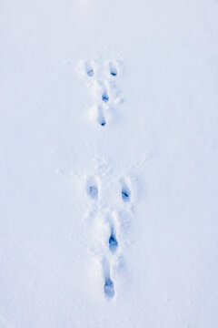 Tracks from a Hare in the snow