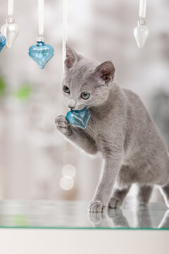 graue Katze, Russisch Blau,  spielt mit weihnachtlicher Dekoration in der Wohnung