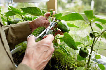 Men's hands harvests cuts the green peppers with scissors. Farmer man gardening in home greenhouse