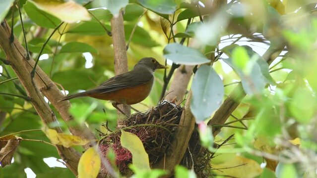Red-bellied Thrush feeding chicks in nest with Suriname cherry