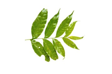 green leaves isolated on white background